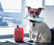 Dog Getting Ready To Travel On An Airplane