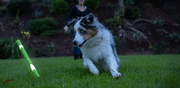 Alert dog chasing a green stick toy at dusk, with owner blurred in the background