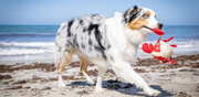 An Australian Shepherd running on a beach, carrying a red plush crab toy in its mouth