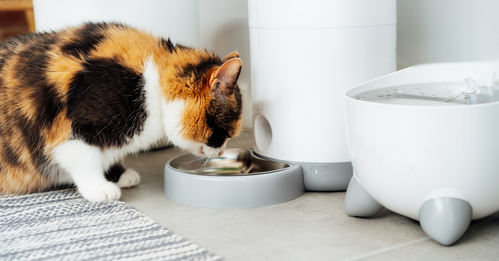 An orange, black & white cat drinks water from a gravity waterer while indoors.