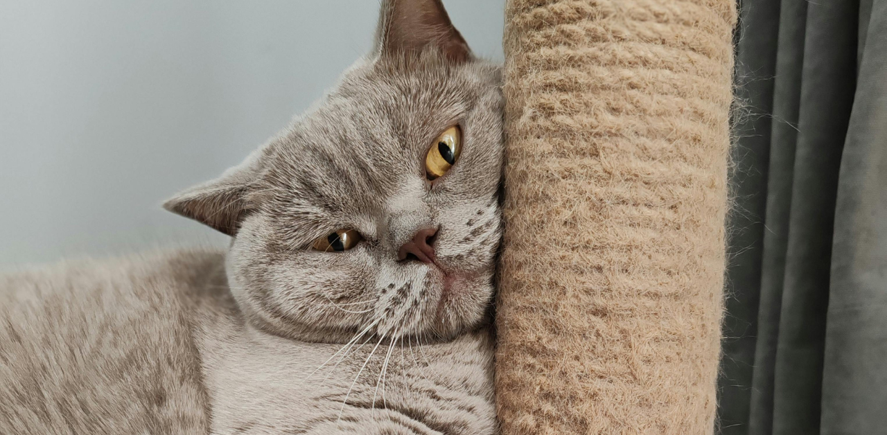 Close-up of a gray cat resting its head against a sisal scratching post, showcasing relaxation after playing with cat toys