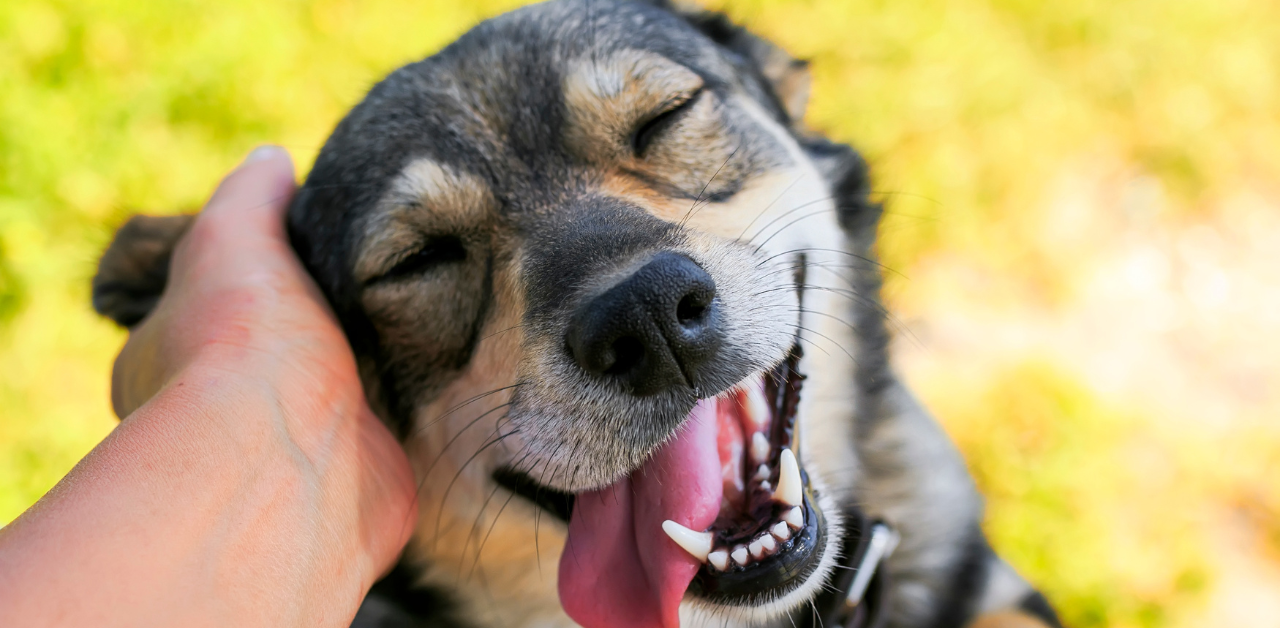 Close-up of a happy dog with eyes closed and tongue out, enjoying gentle petting under the sun