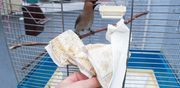 Person cleaning the bottom of a bird cage with tissues, while a bird sits on a perch inside the cage