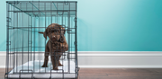 A small brown dog is seen pawing at a closed door while inside of a metal wire crate on a carpeted floor.