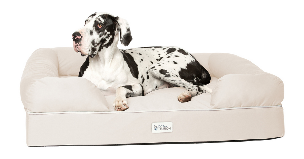 A large black and white dog sits on an ivory color pet bed. 