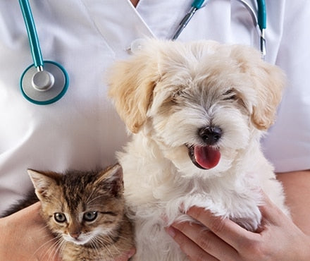 Top Ten Dog and Cat Illnesses