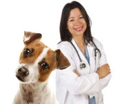 How to Choose the Right Veterinarian