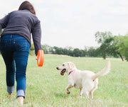 Dog playing fetch with its owner in a field