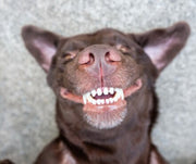 Protecting Your Pet's Teeth