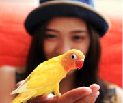 Why You Should Get a Pet Bird