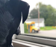 Tips to Help Ease Your Pet Into Your Back to School Routine