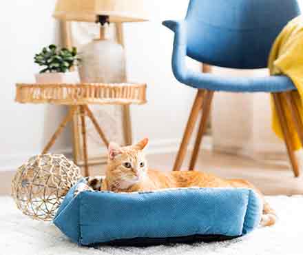 An orange tabby sits in a blue cat bed inside a livingroom.