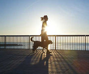 How Much Exercise Does My Dog Need?