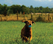 All About Fetching