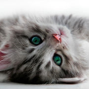 A grey long haired cat with dark green eyes is laying on its back looking at the camera.