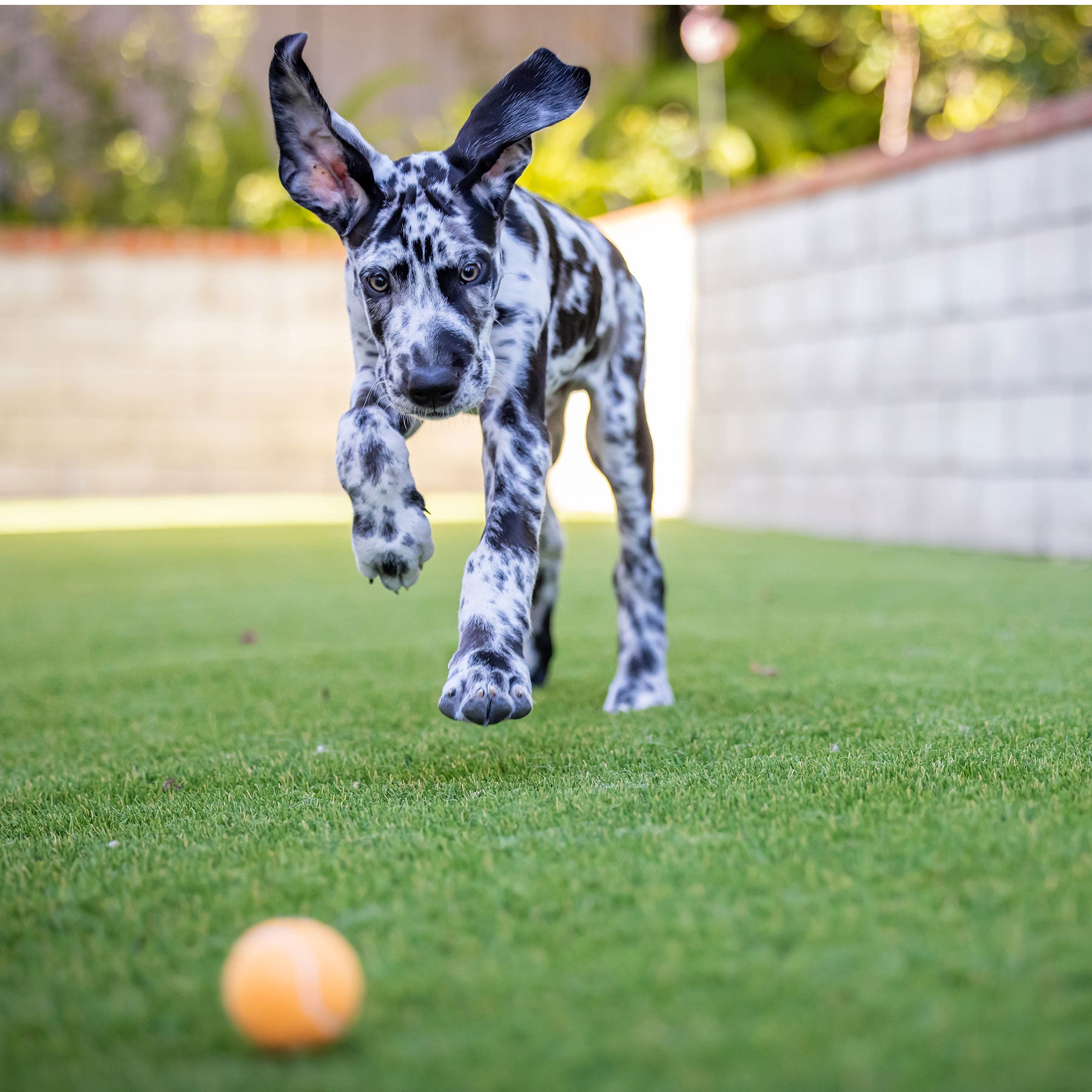 A black and white speckled puppy with floppy ears energetically runs on green grass toward a Hyperpet Blaze Orange Tennis Ball from the 4 Pack set. A blurred brick wall and greenery create a sunny, playful outdoor backdrop.