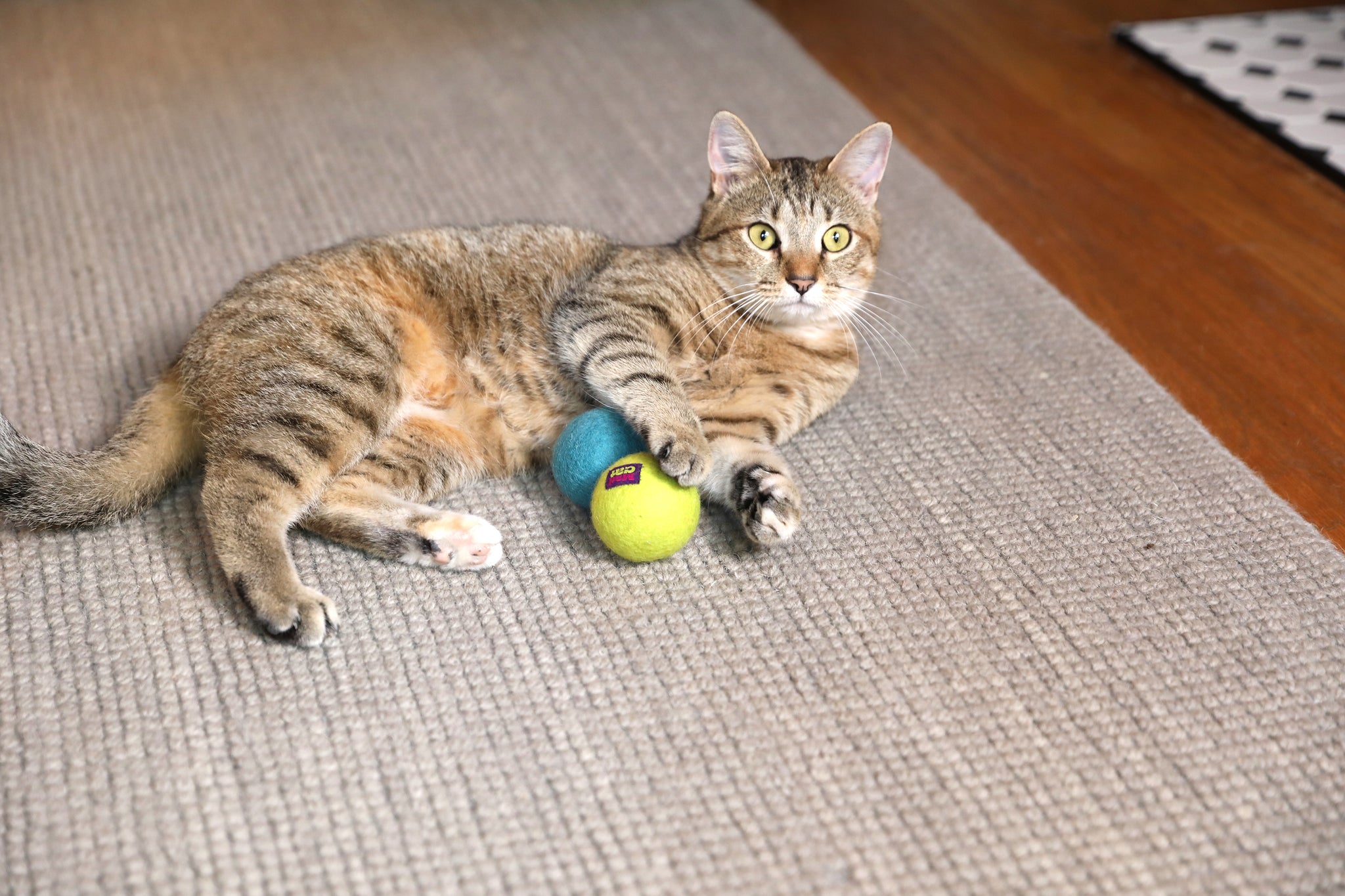 A tabby cat is lying on a carpet, playfully clutching a yellow and blue Mad Cat Wacky Wool Ball infused with catnip between its paws, while the wooden floor gleams softly in the background.