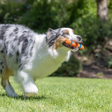 An Australian Shepherd with a blue merle coat carries a Petmate Chuckit! Day & Night Ultra Fetch Stick from the 2 Pack across a sunny, grassy lawn, ready for fetch fun.