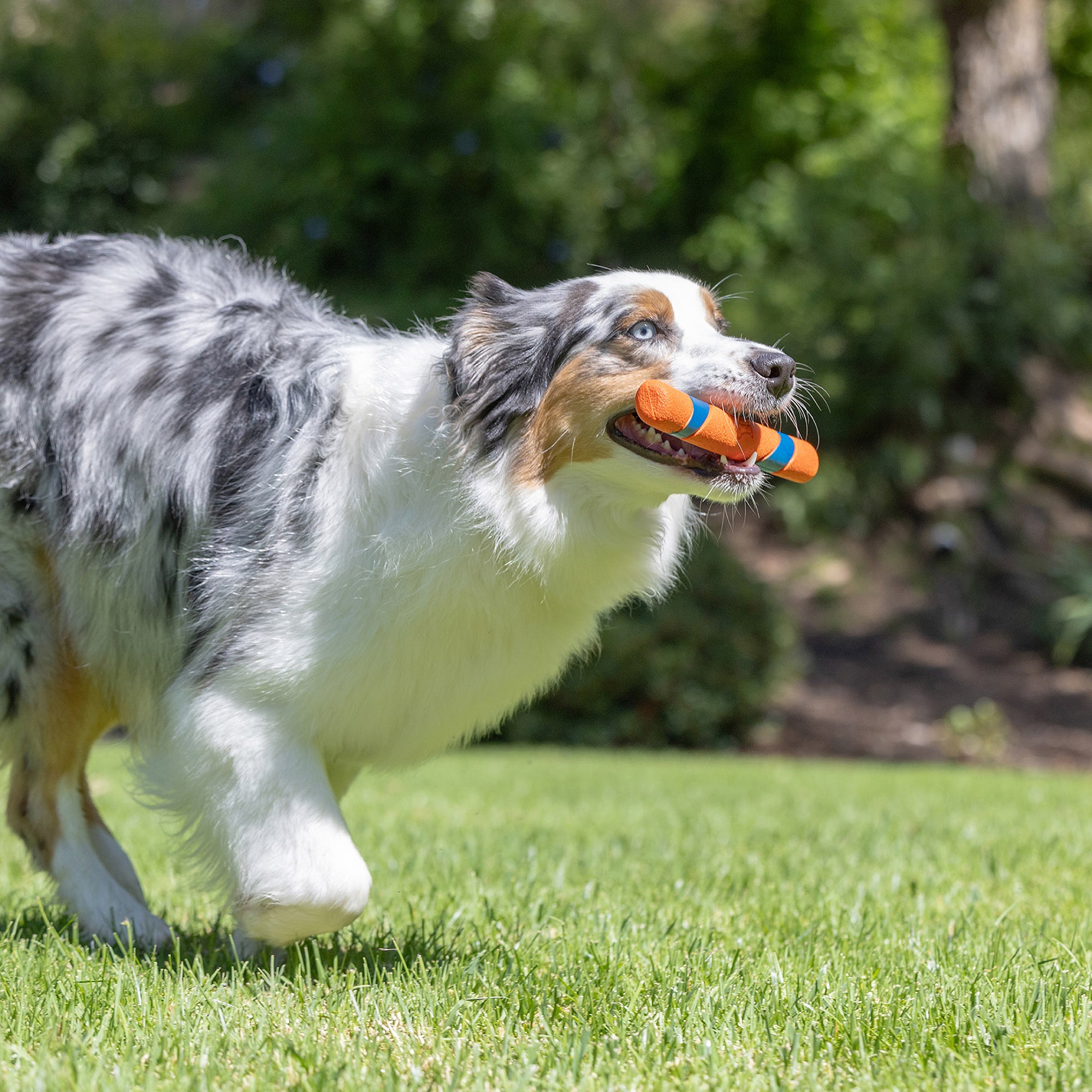 An Australian Shepherd with a blue merle coat carries a Petmate Chuckit! Day & Night Ultra Fetch Stick from the 2 Pack across a sunny, grassy lawn, ready for fetch fun.