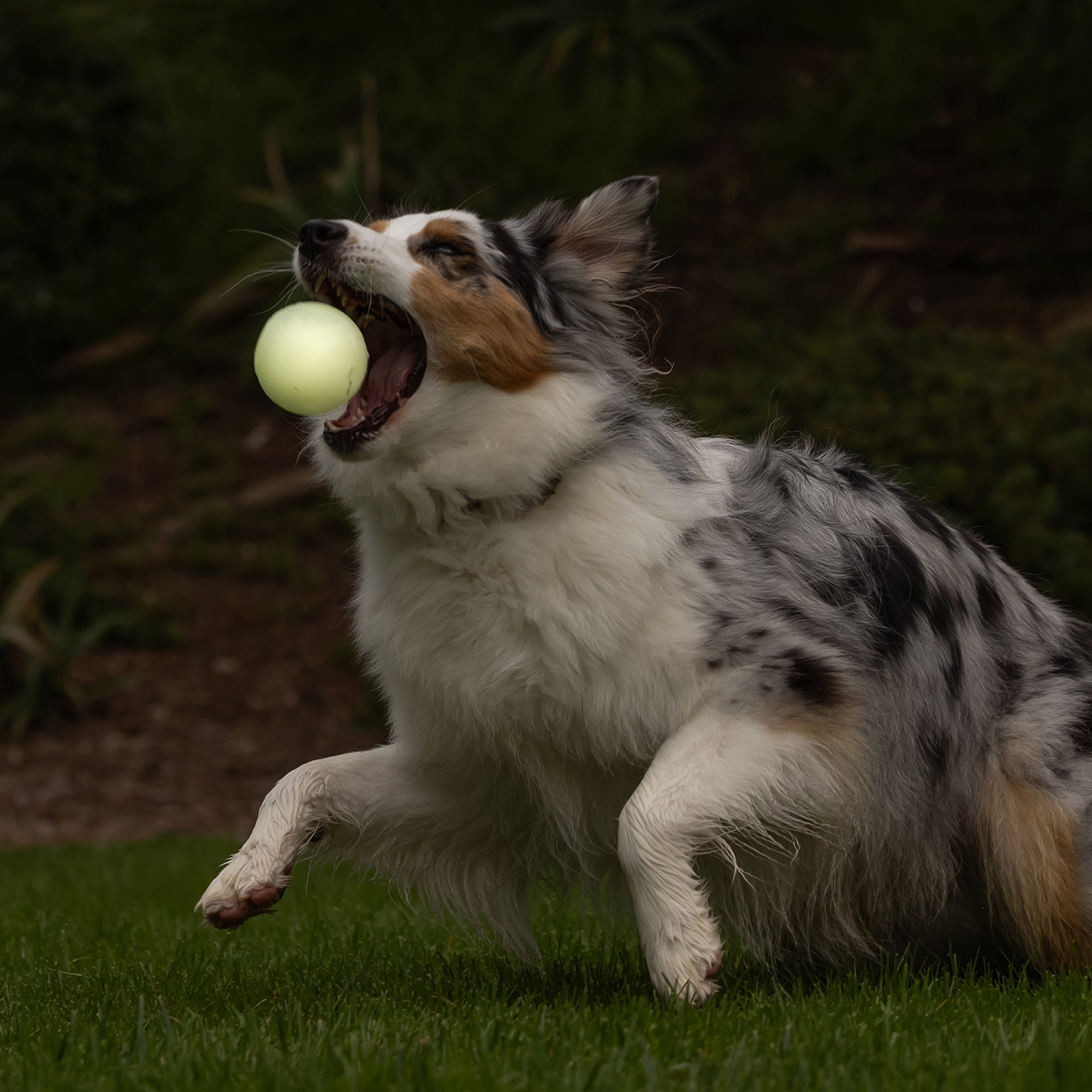 A fluffy, black, white, and brown dog catches a Petmate Chuckit! Day & Night Ultra Ball Large from a 2 Pack in its mouth while running on green grass outdoors.