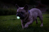 At dusk, a French bulldog with a wrinkled face trots on grass, a Chuckit! Max Glow Air Fetch Ball in its mouth. Its perked-up ears and blue collar stand out against the blurred, dark background.