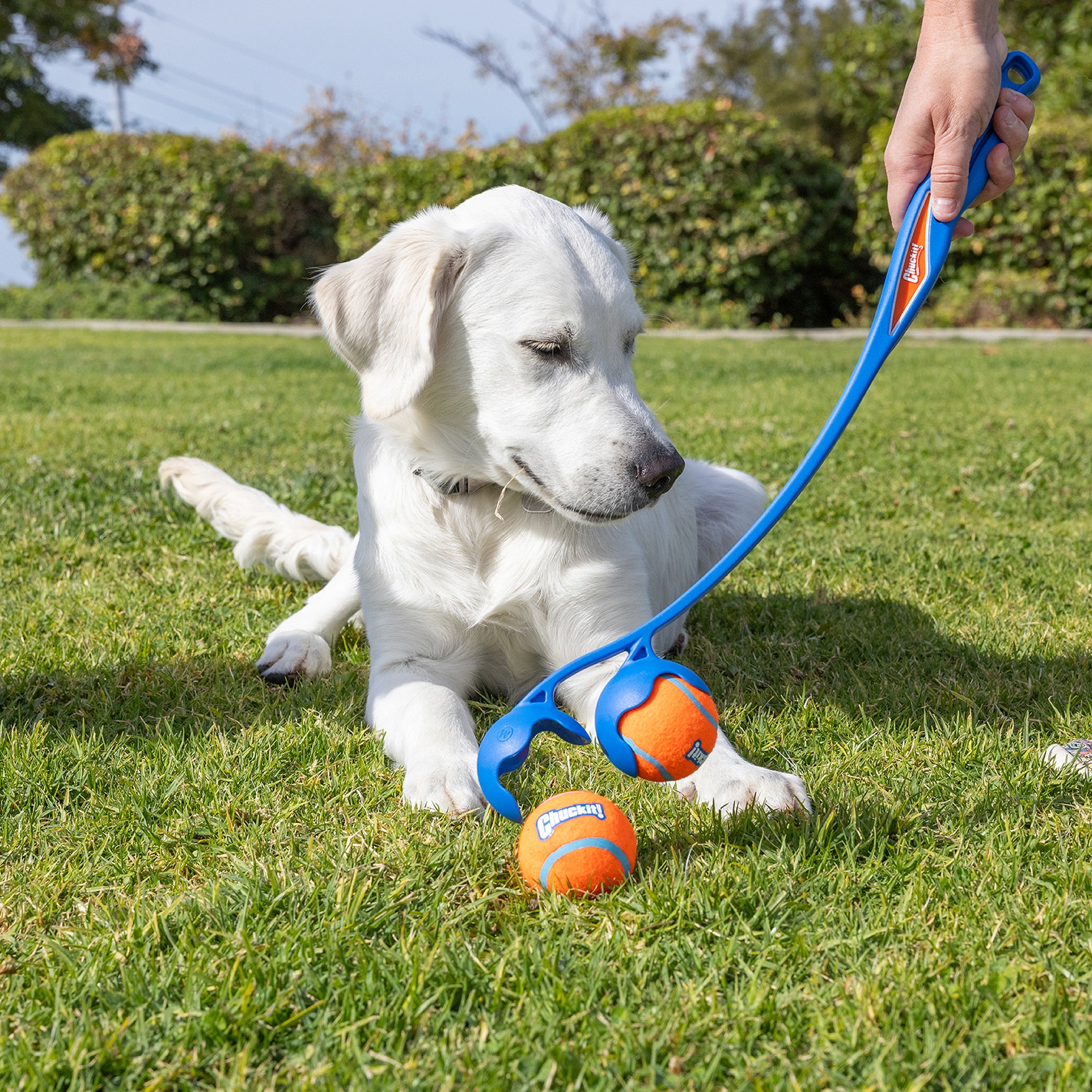 A white dog on the grass eyes two orange and blue balls held by a person using the Chuckit 22M Double Launcher Dog Toy, featuring an ergonomic grip for slobber-free pickup. Bushes and a clear sky provide a scenic backdrop.