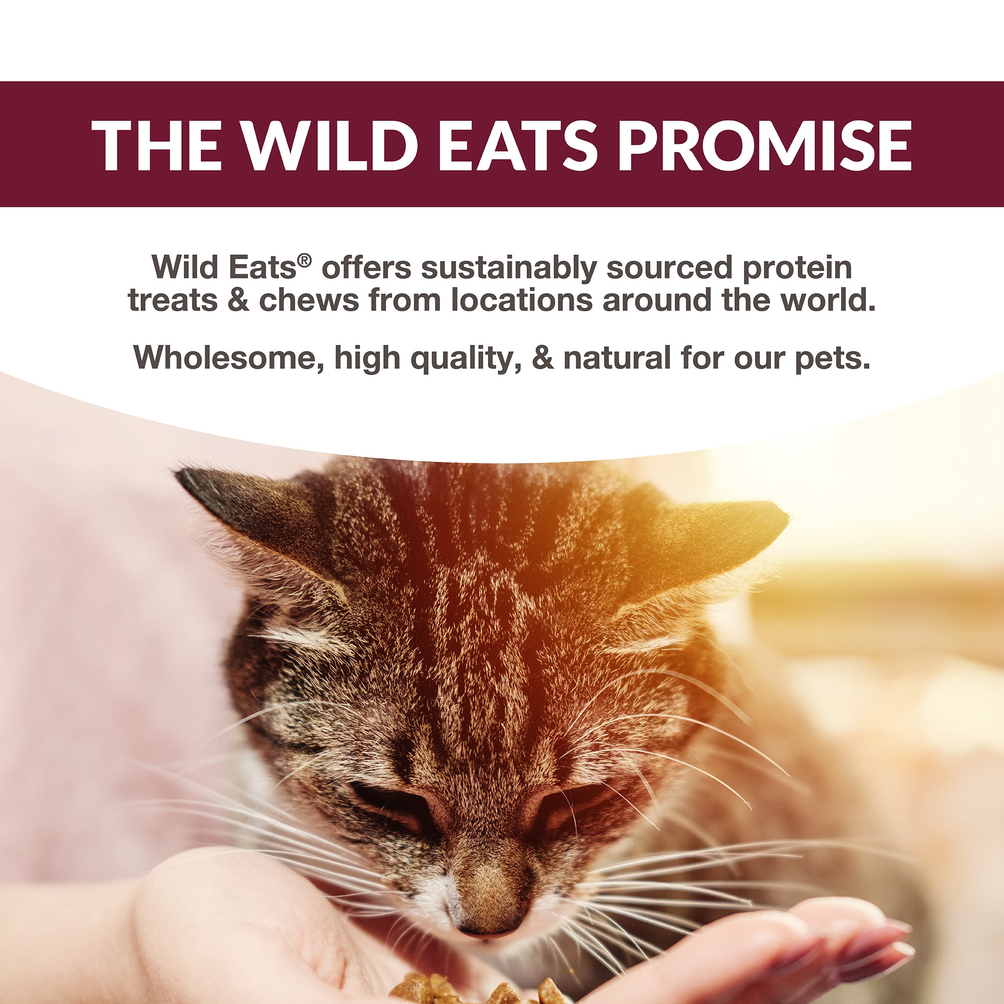 A brown tabby cat eagerly enjoys treats from a persons hand. Text above reads: The Wild Eats Promise: Wild Eats Simply Puree Variety Pack offers wholesome, high-quality protein snacks enriched with Omega-3, sustainably sourced worldwide for your pets health.