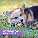 A corgi delights in Wild Eats Collagen Pretzel Duck Flavor Dog Treats while lying on grass covered with autumn leaves. Text at the bottom left reads, Good for dogs of all sizes.