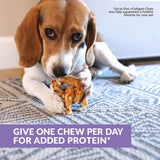 A beagle relaxes on a rug, enjoying Wild Eats Collagen Pretzel Duck Flavor Dog Treats. The text reads: GIVE ONE CHEW PER DAY FOR ADDED PROTEIN and *Up to One +Collagen Chew may help supplement a healthy lifestyle for your pet.