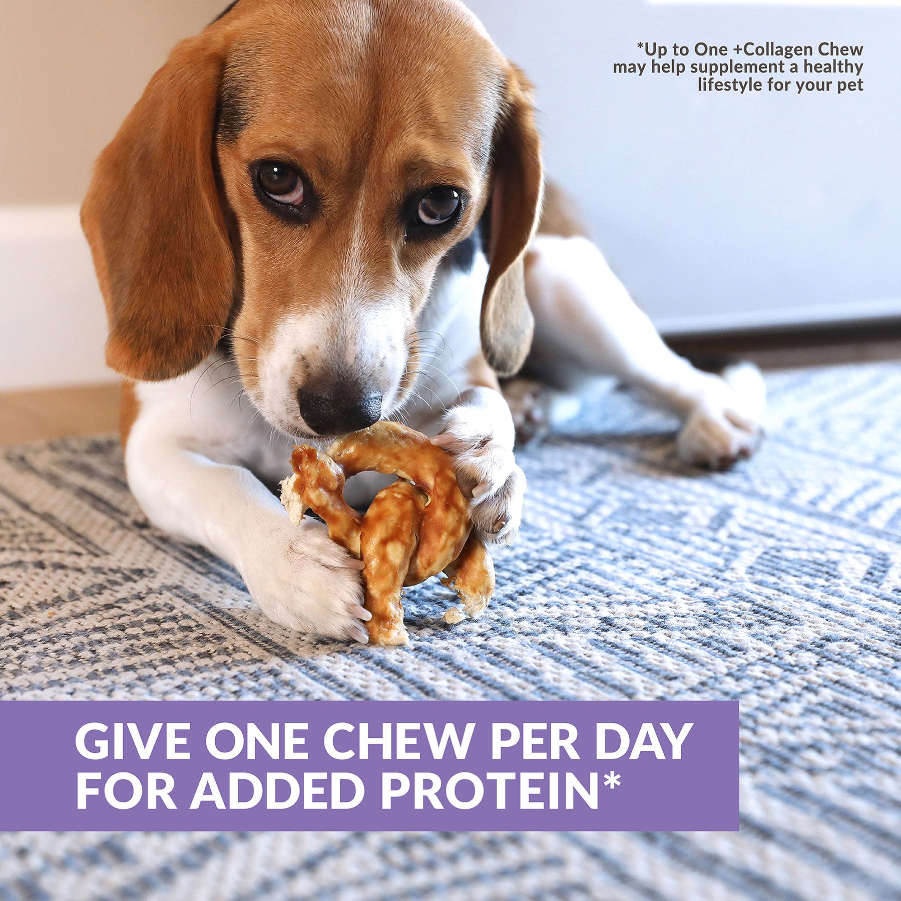 A beagle relaxes on a rug, enjoying Wild Eats Collagen Pretzel Duck Flavor Dog Treats. The text reads: GIVE ONE CHEW PER DAY FOR ADDED PROTEIN and *Up to One +Collagen Chew may help supplement a healthy lifestyle for your pet.