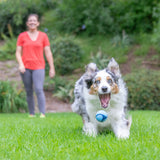 A joyful multicolored dog runs on the grass towards the camera with a Chuckit! Bacon Sniff Fetch Ball in its mouth. A person in a red shirt and gray pants smiles in the blurred greenery behind.