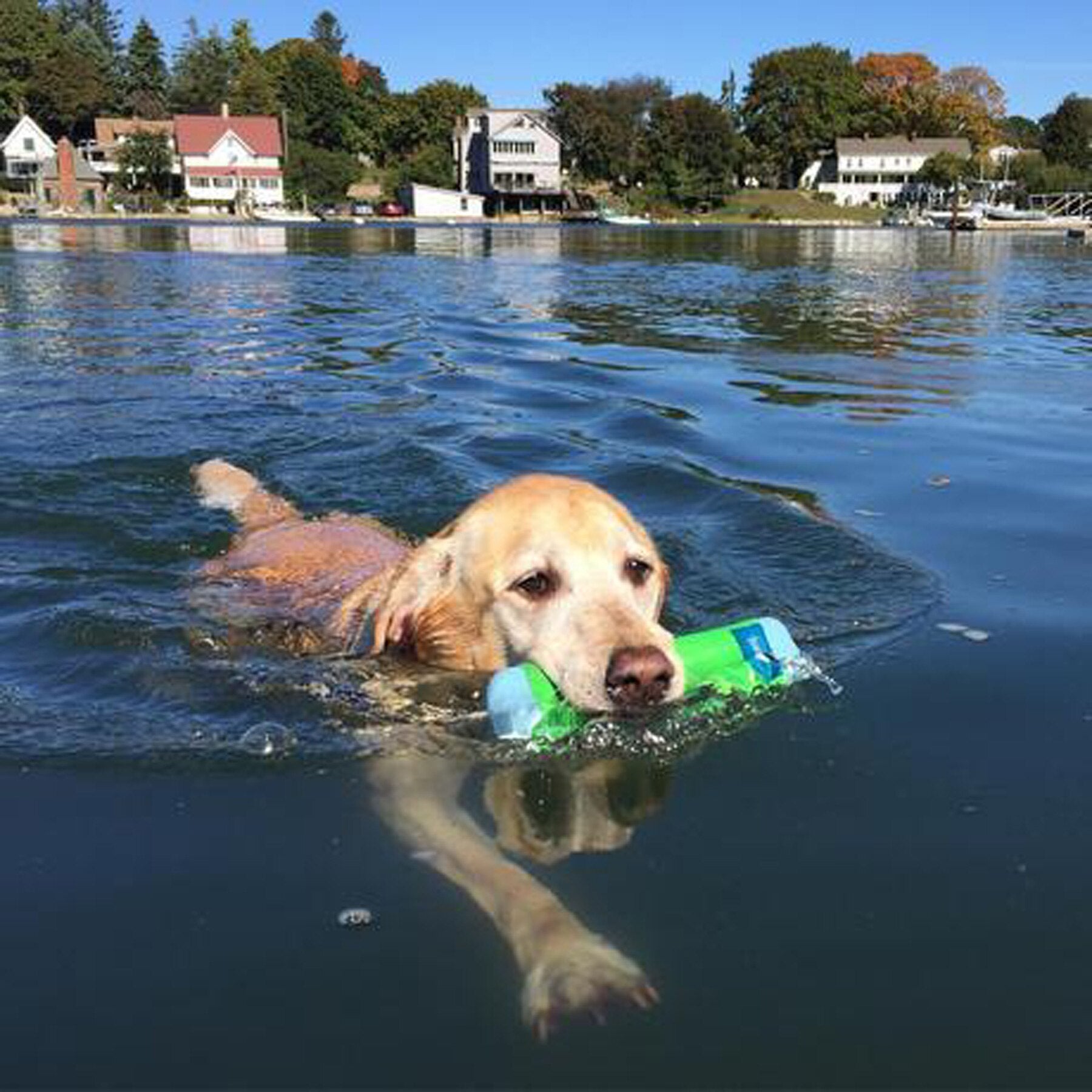 Chuckit! Amphibious Bumper Floating Dog Toy