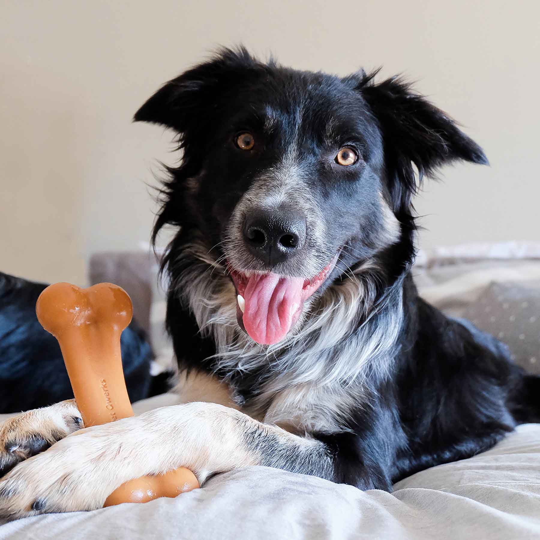 A black and white dog with perked ears lies on a bed, gripping a BarkBone Natural Instincts BBQ-Infused Nylon Dog Chew shaped like a bone. The dog, with its mouth open and tongue out, looks directly at the camera against a simple light-colored wall.