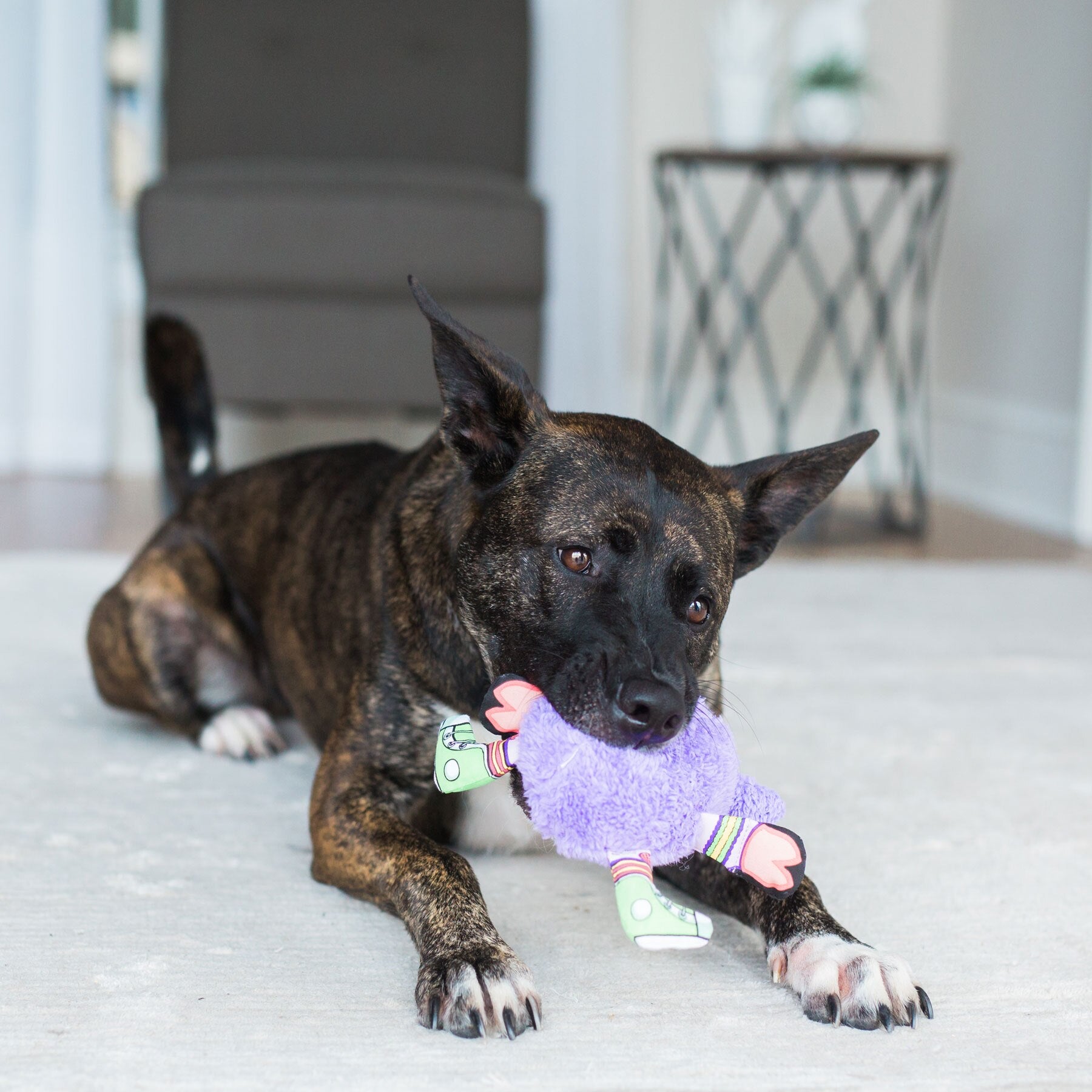 A brindle dog playfully bites a FAT CAT Gruntleys Mini Dog Toy from Fatcat on a beige carpet. The modern vibe of the room is enhanced by a dark brown chair and a geometric metal side table while the dog enjoys the toys pork-like sound device.