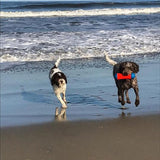 On a picturesque beach, two dogs frolic by the ocean. One holds a Chuckit Amphibious Tumble Bumper from Chuckit! in its mouth as they race along the waters edge, waves crashing gently and sunlight shimmering on the wet sand.