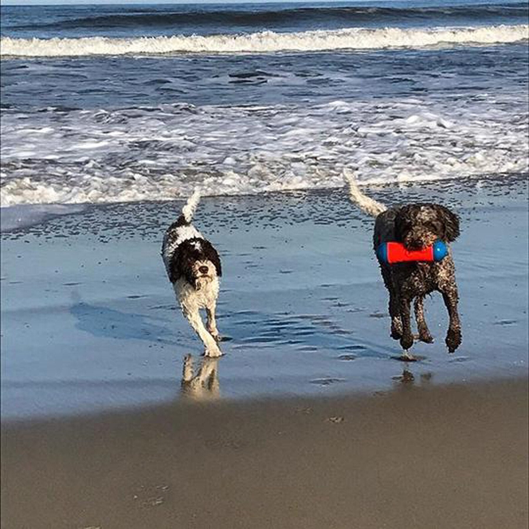On a picturesque beach, two dogs frolic by the ocean. One holds a Chuckit Amphibious Tumble Bumper from Chuckit! in its mouth as they race along the waters edge, waves crashing gently and sunlight shimmering on the wet sand.
