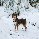 A dog with a brown and white coat stands on a snowy path, gripping a Chuckit! Fetch Ball Dog Toy by Chuckit in its mouth. Snow-covered trees create a serene winter scene, while the balls high bounce promises endless fun.