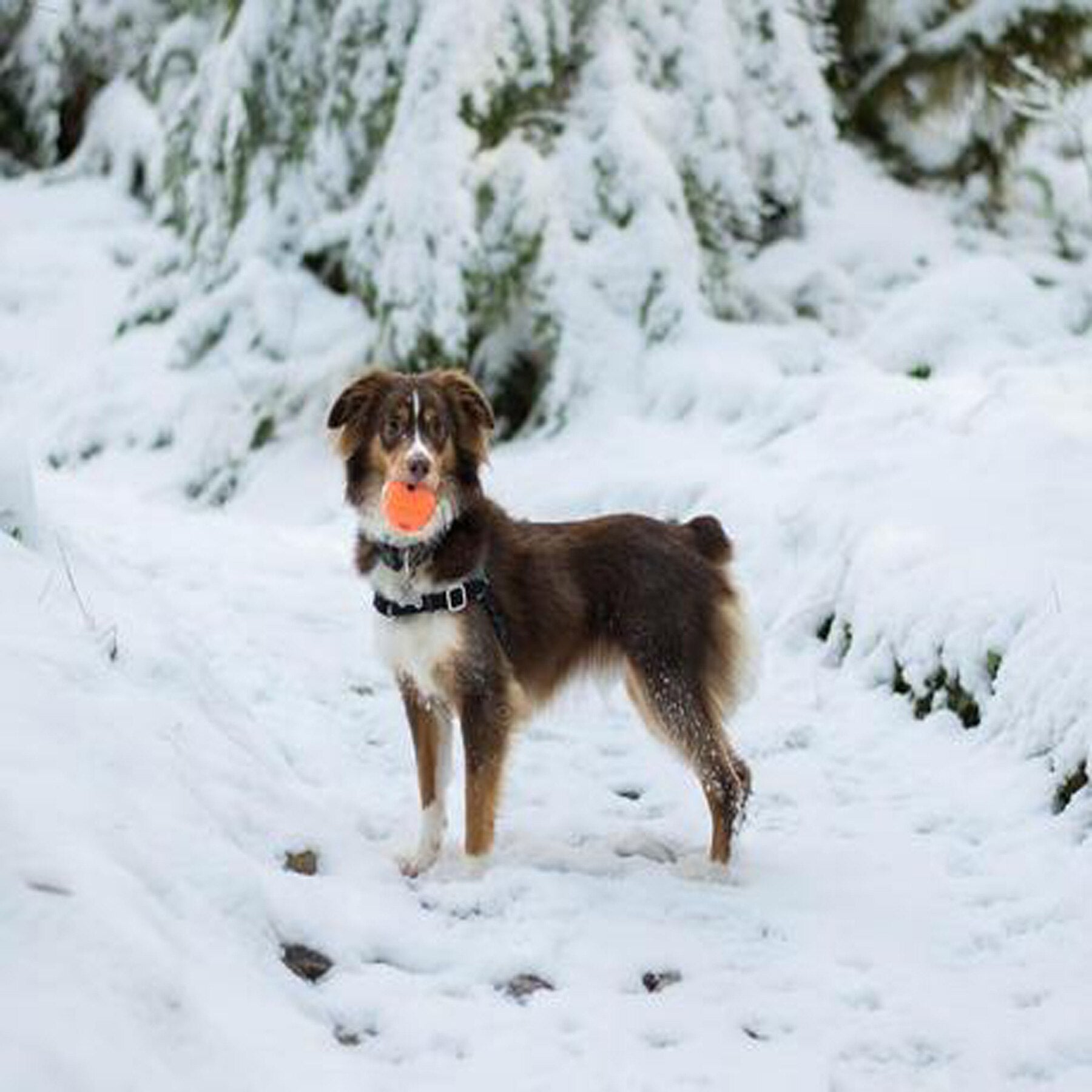 A dog with a brown and white coat stands on a snowy path, gripping a Chuckit! Fetch Ball Dog Toy by Chuckit in its mouth. Snow-covered trees create a serene winter scene, while the balls high bounce promises endless fun.