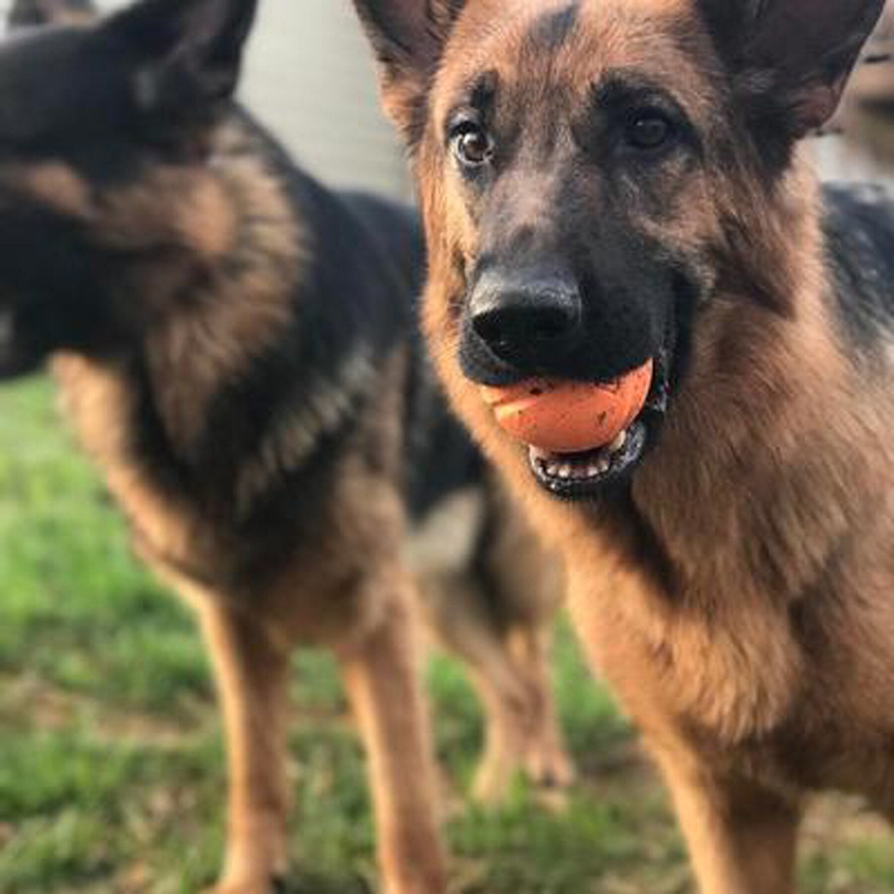 In a grassy area, two German Shepherds pose: the front dog confidently holds a Chuckit! Fetch Ball Dog Toy by Chuckit in its mouth, looking at the camera, while the other stands ready for action with compatible launchers.