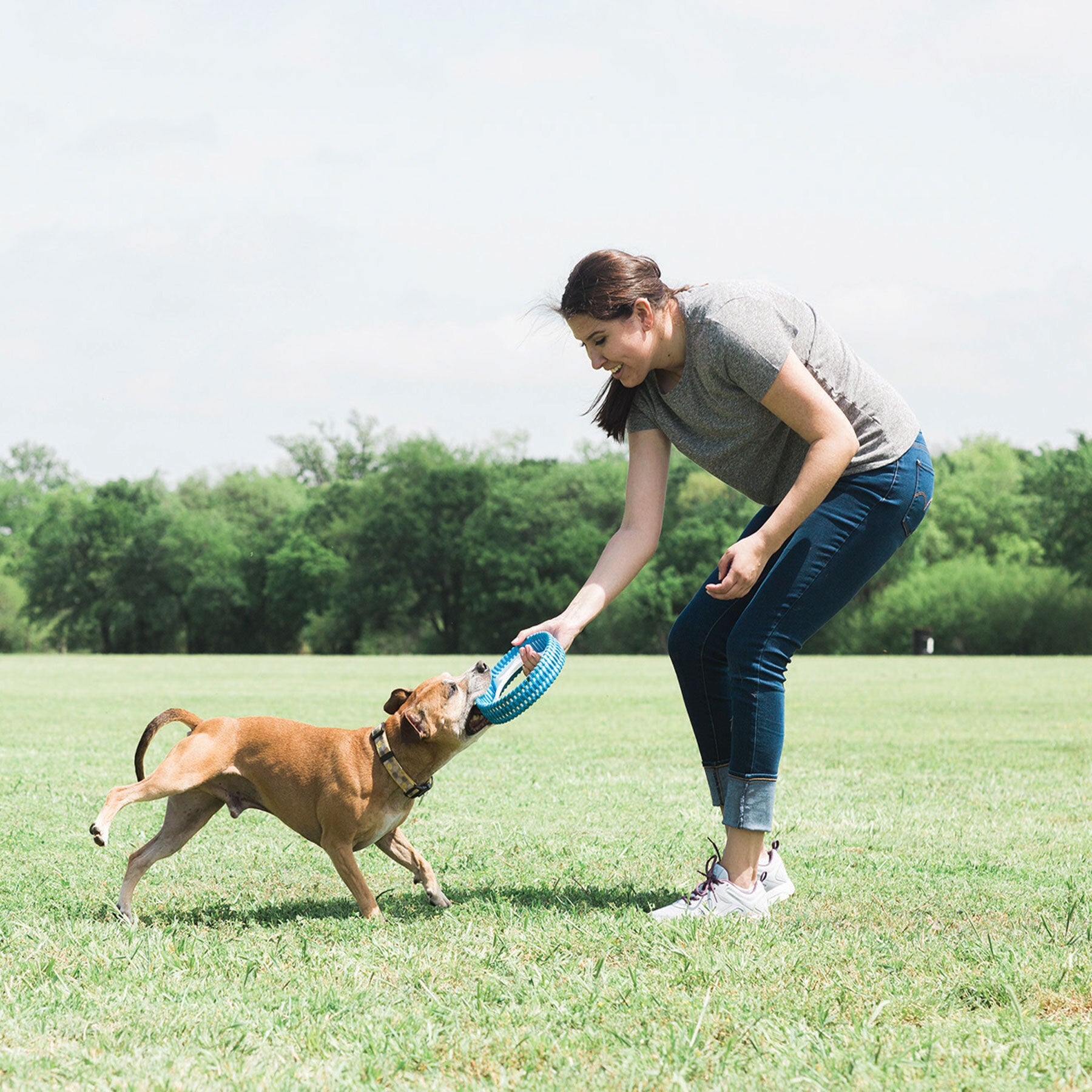 Wearing a gray shirt and jeans, a woman happily plays tug-of-war with her brown dog using the blue Chuckit! Rugged Fetch Wheel from Chuckit on a grassy field. The dog, wearing a collar, tugs at the toys durable ridges while she smiles.