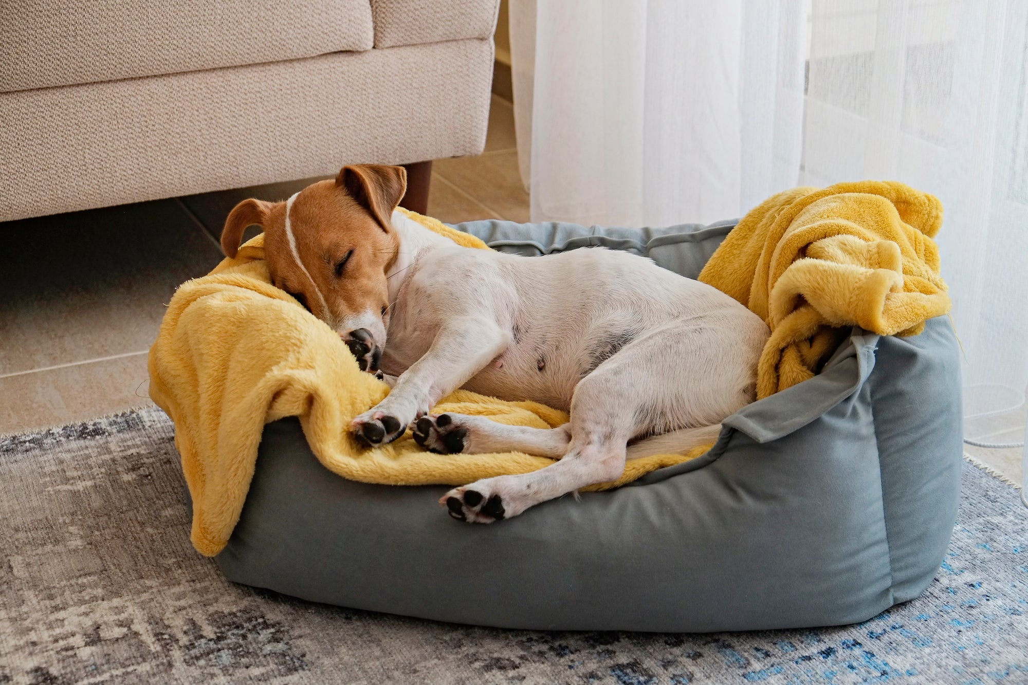 A small white and brown dog sleeping in a gray dog bed with a yellow blanket, next to a couch in a cozy, sunlit room