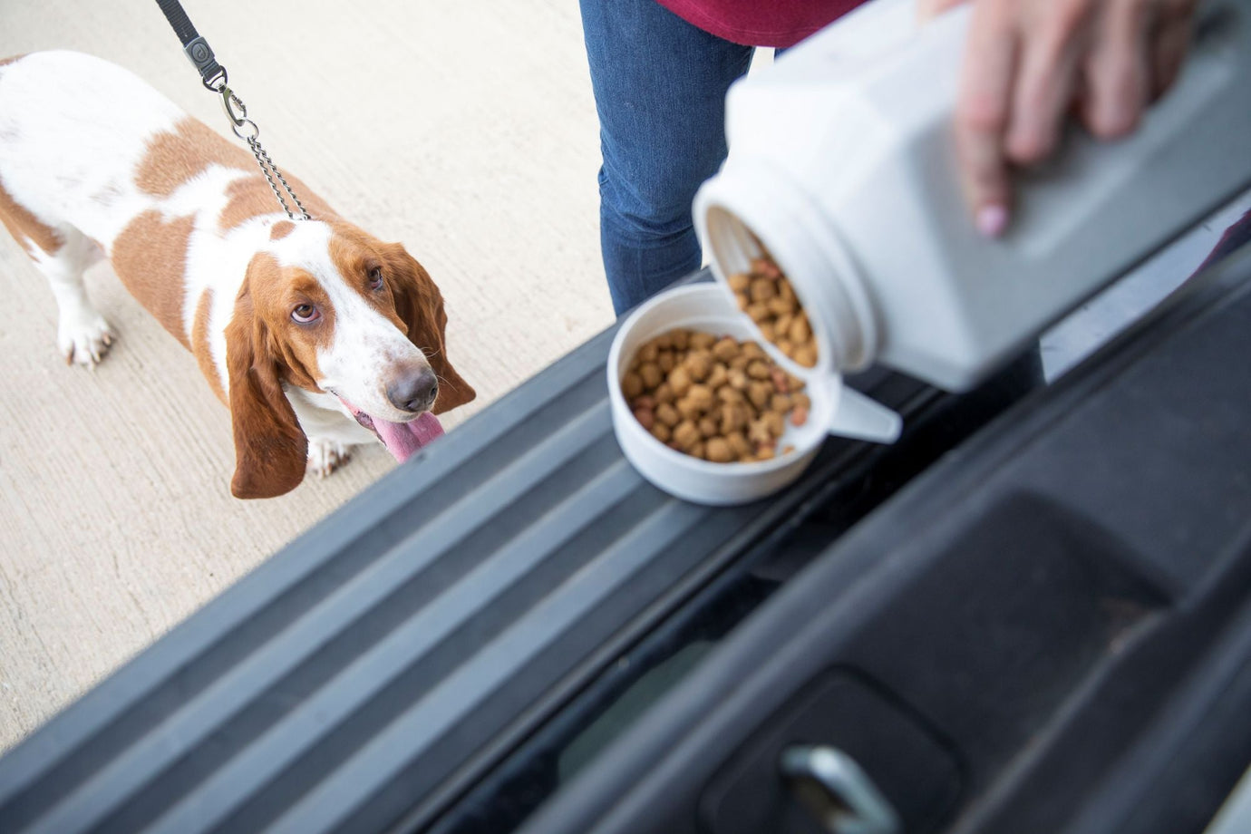 A Basset Hound waits for owner to pour food out of a Vittles Vault Food Storage Container.