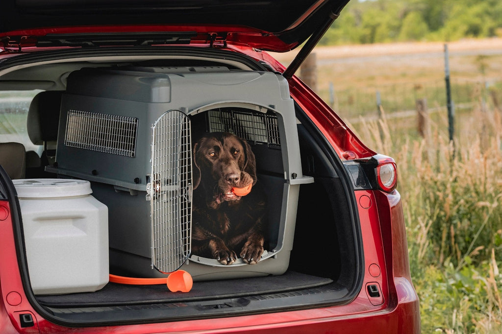 4 Questions to Ask Before a Road Trip with Your Dog