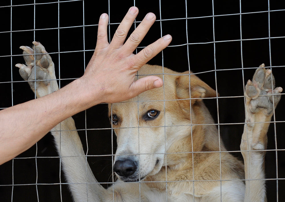 6 Considerations Before Adopting an Adult Dog