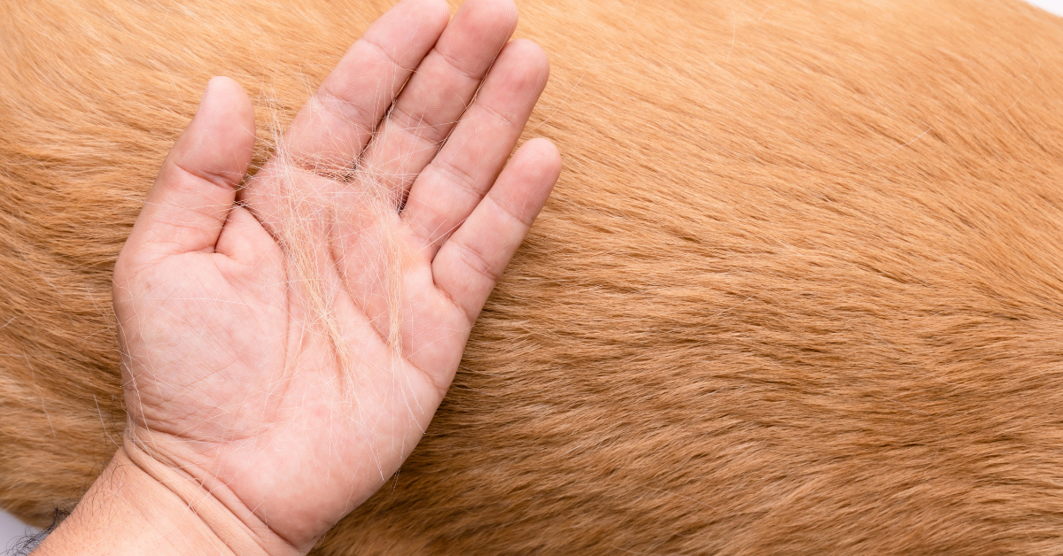 The back of a hand rubs against the body of a red haired dog.