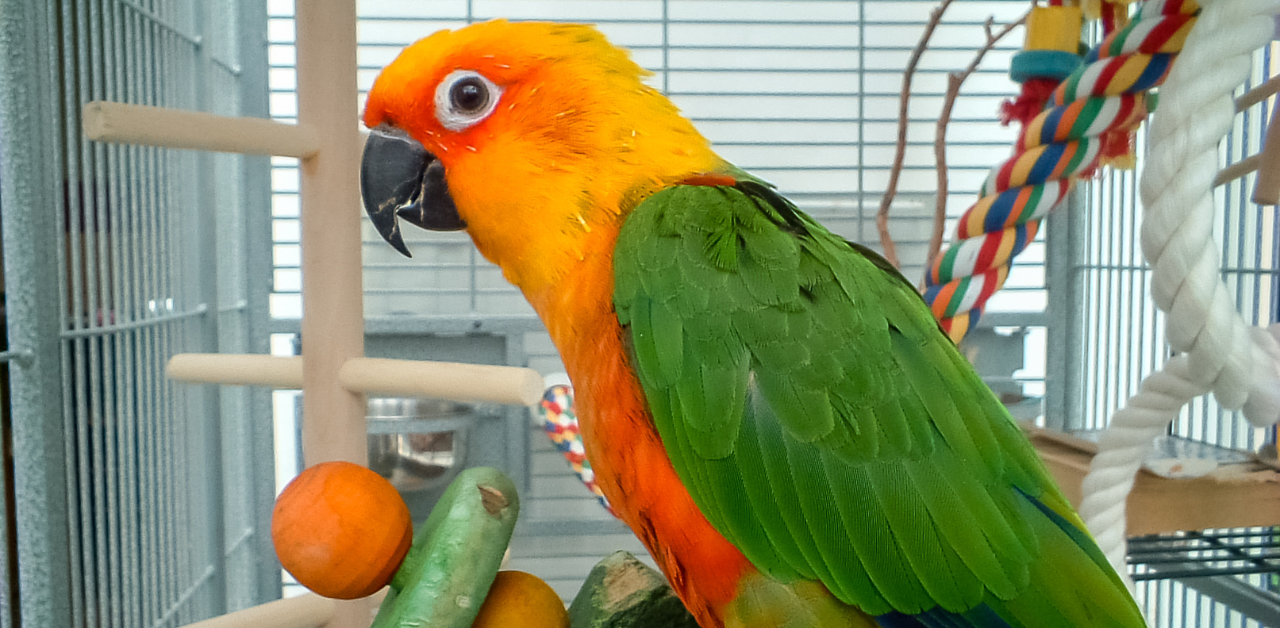 A brightly colored parrot with green wings and an orange-yellow head perched in a cage near fresh vegetables and toys.
