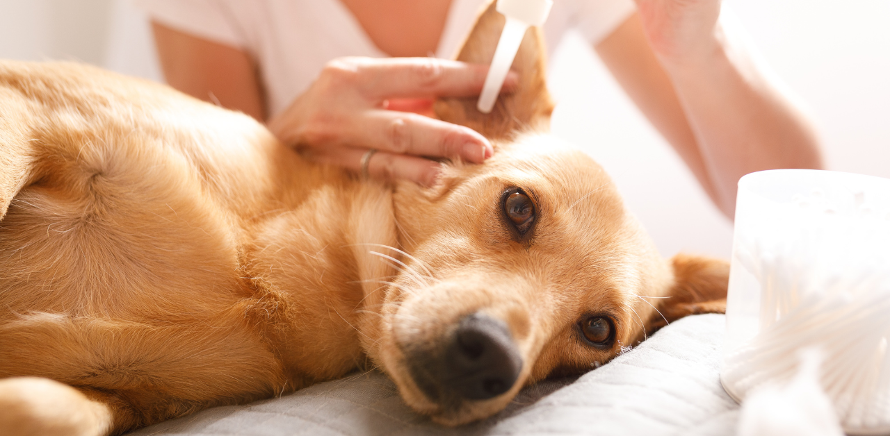 A golden retriever lying down while someone applies ear drops to its ear