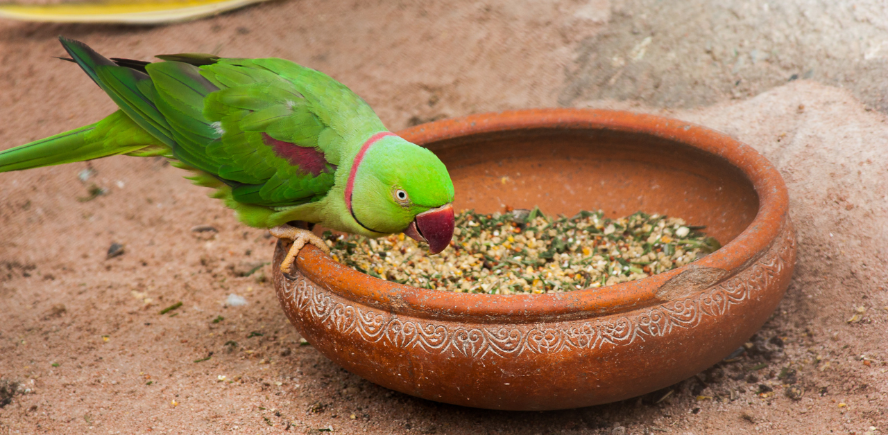 A green parrot eating bird food from a decorative clay bowl on the ground