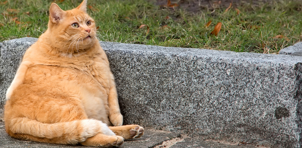 A large orange cat sitting upright on the ground next to a stone curb, looking alert with ears perked.