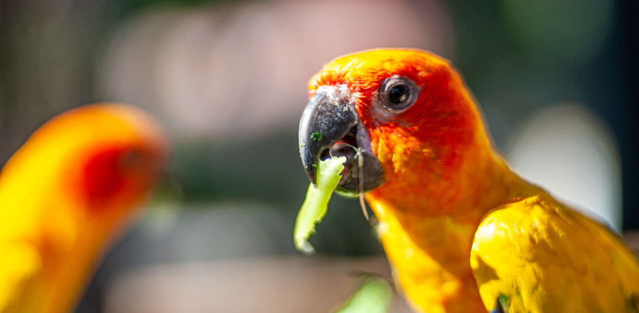 A vibrant orange parrot eating a green leafy vegetable, with another parrot blurred in the background